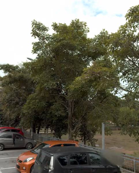 tree photo