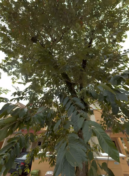 tree photo