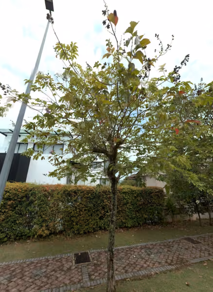 tree photo
