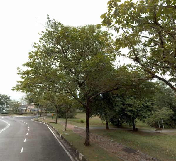 tree photo
