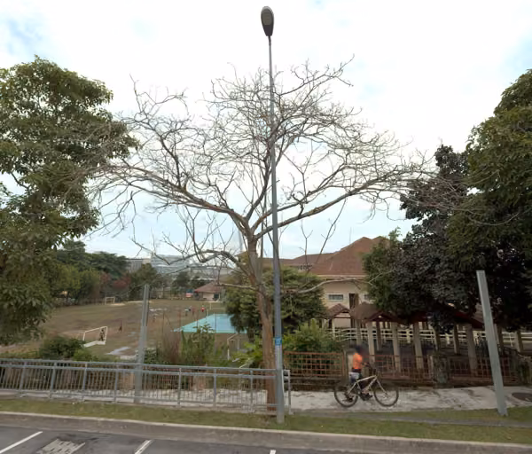 tree photo