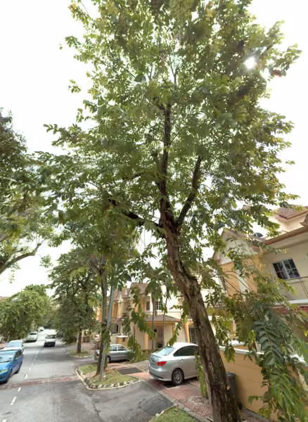 tree photo