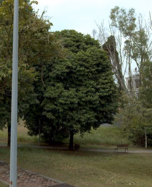 tree photo