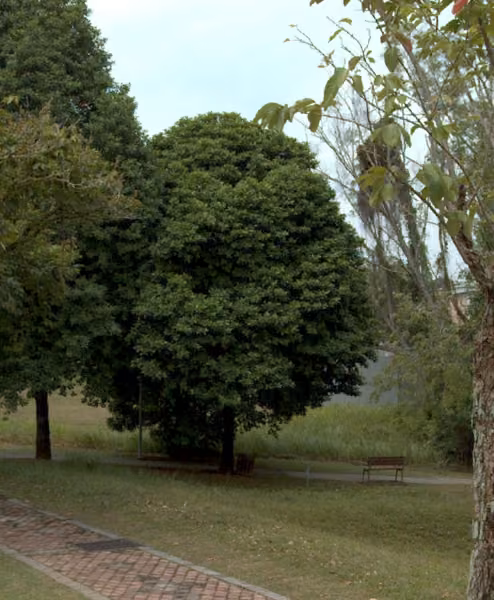 tree photo