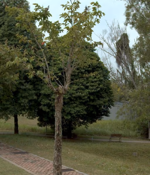 tree photo