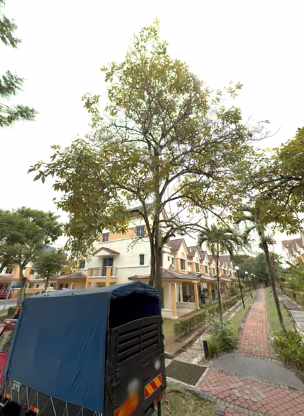 tree photo