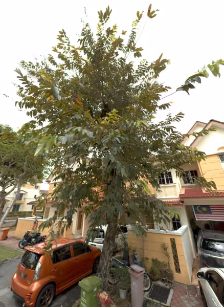 tree photo