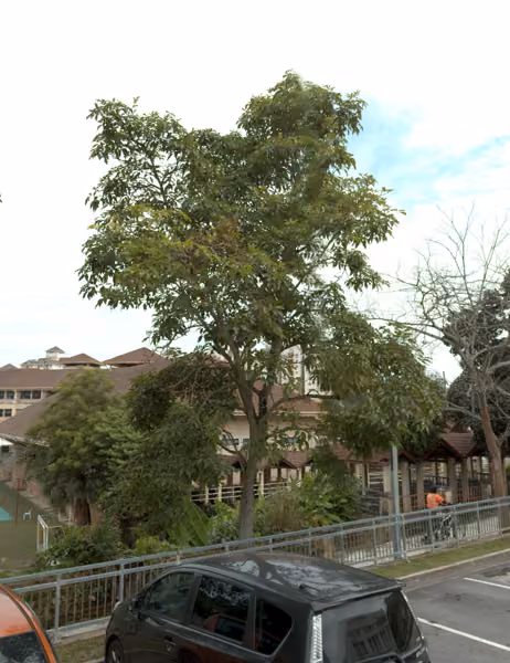 tree photo