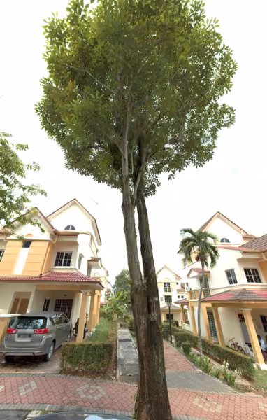 tree photo