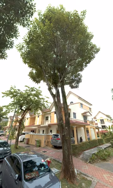 tree photo