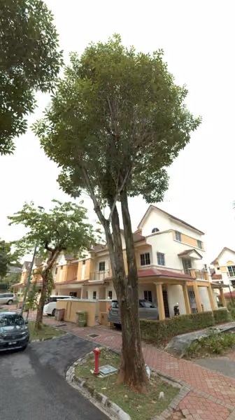 tree photo