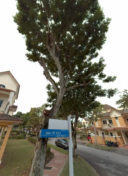tree photo