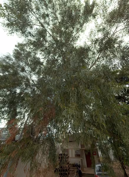 tree photo