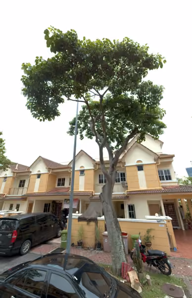 tree photo