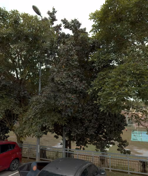 tree photo