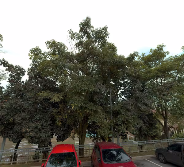 tree photo
