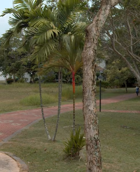 tree photo