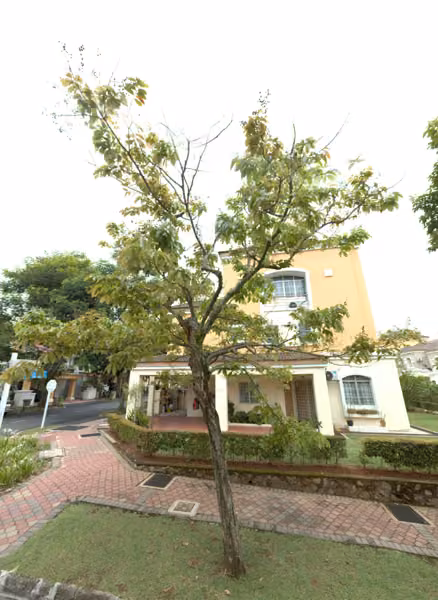 tree photo