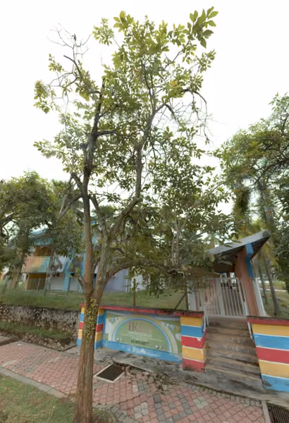 tree photo