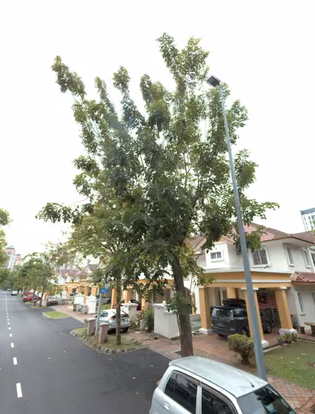 tree photo
