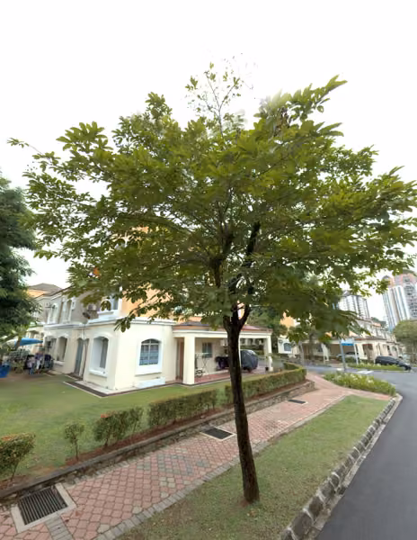 tree photo