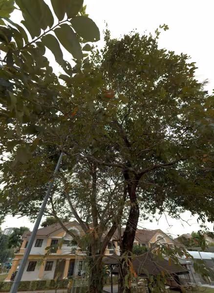 tree photo