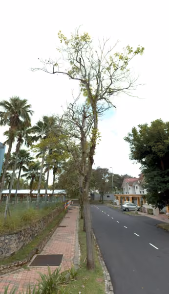 tree photo