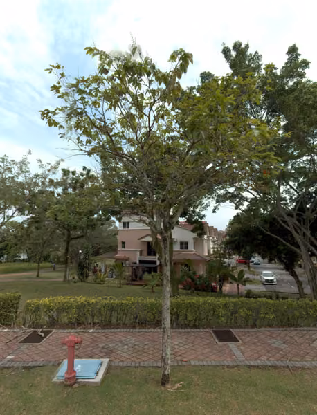 tree photo