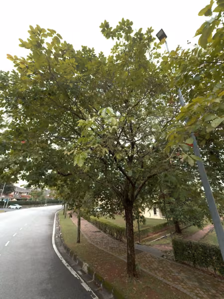 tree photo