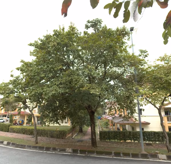 tree photo