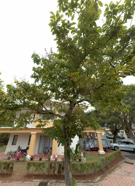 tree photo