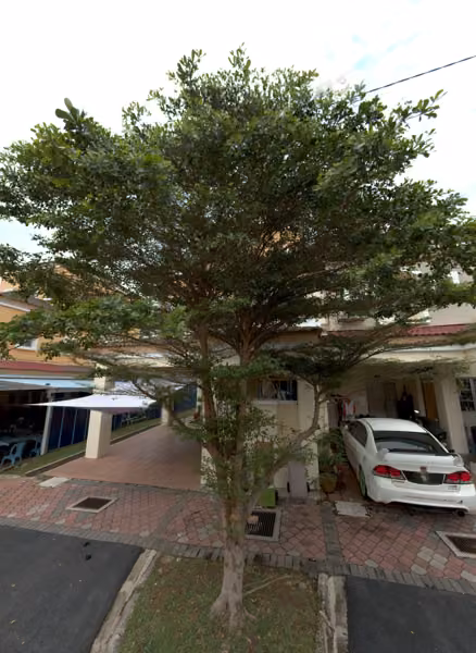 tree photo