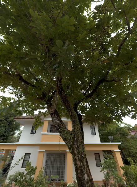 tree photo