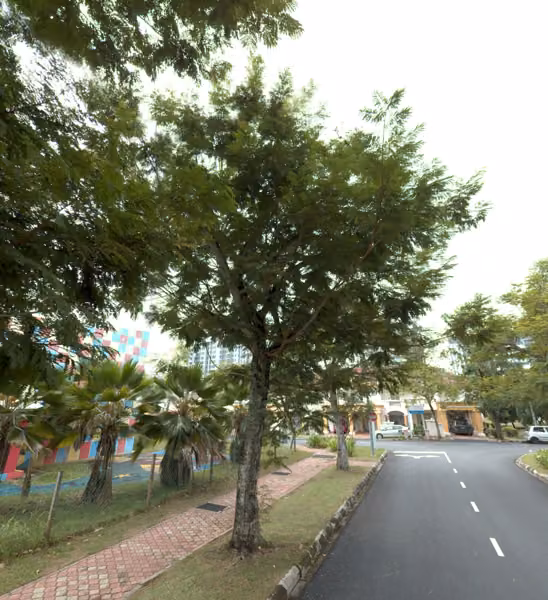 tree photo
