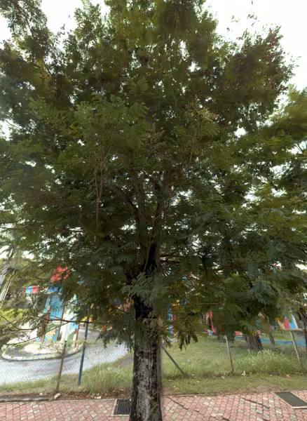 tree photo