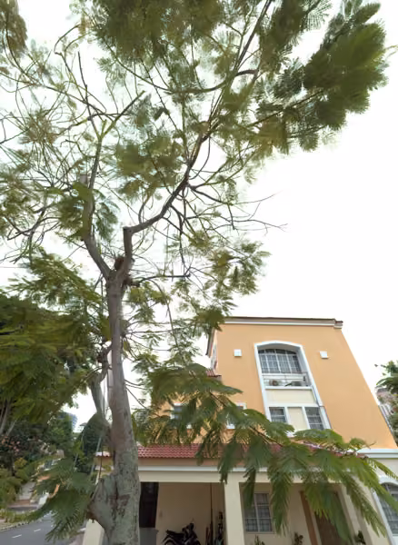 tree photo