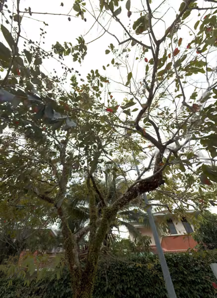 tree photo
