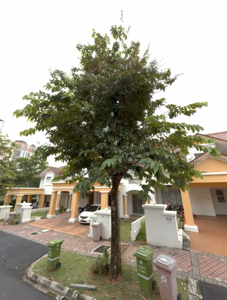 tree photo