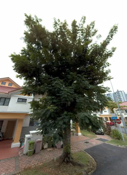 tree photo