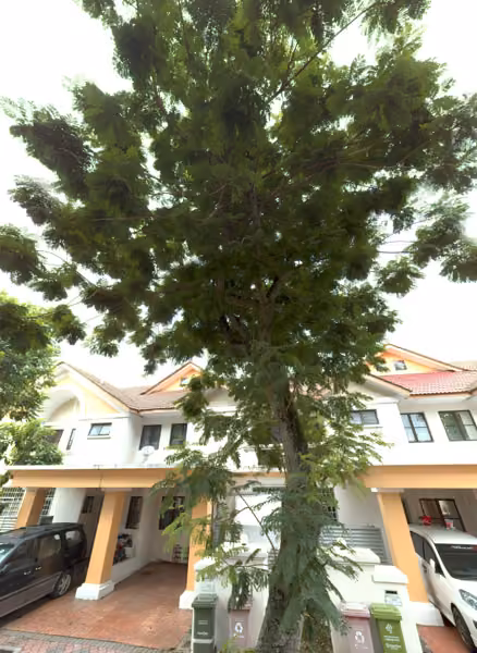 tree photo