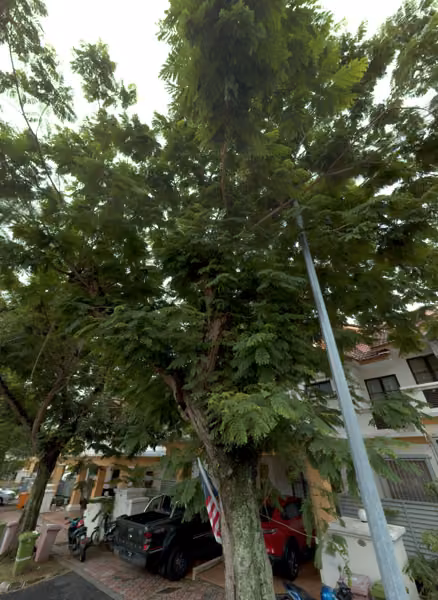 tree photo