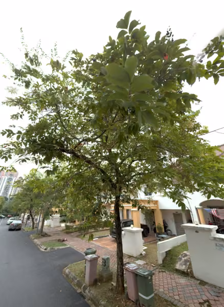 tree photo