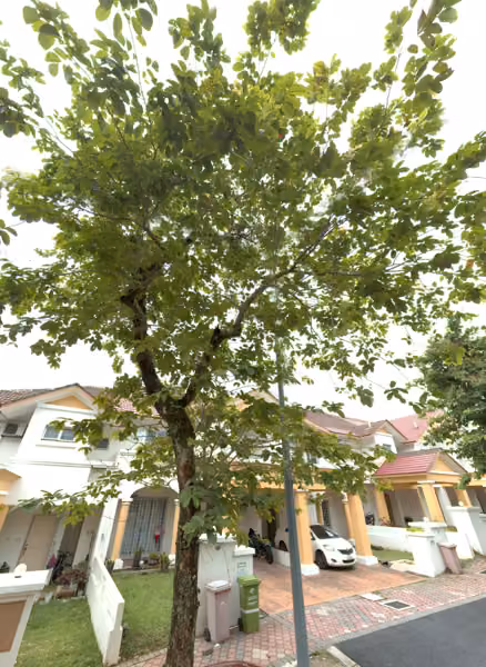 tree photo