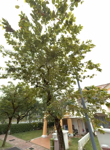 tree photo