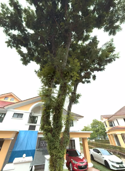 tree photo