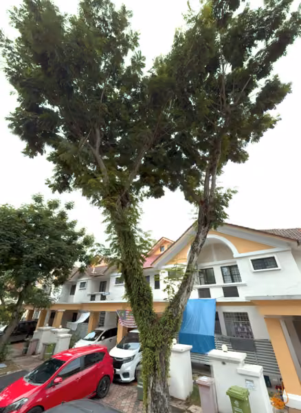 tree photo