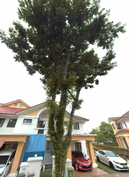 tree photo