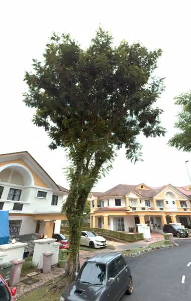 tree photo