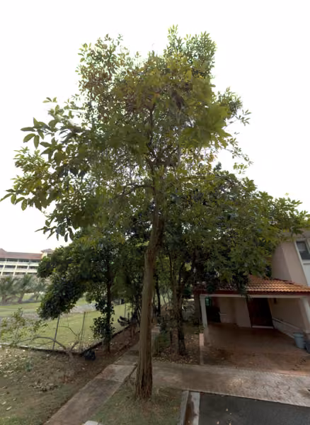 tree photo