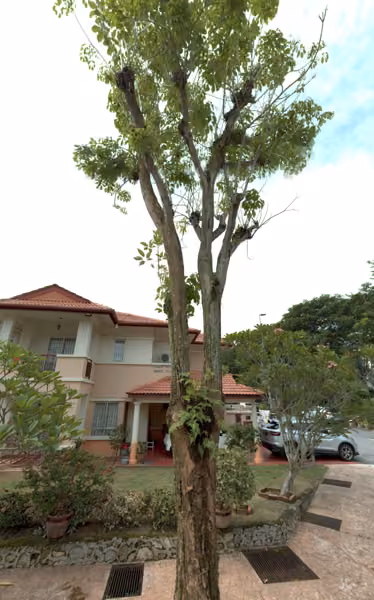 tree photo